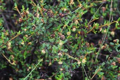 Spyridium glaucum
