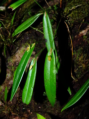 Pleurothallis discoidea