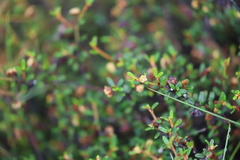 Spyridium glaucum