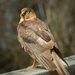Collared Sparrowhawk - Photo (c) Rob Shepherd, some rights reserved (CC BY-NC), uploaded by Rob Shepherd