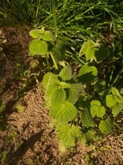 Ballota nigra