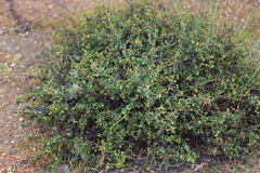 Spyridium glaucum