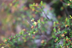 Spyridium glaucum