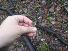 Pluteus phaeocyanopus
