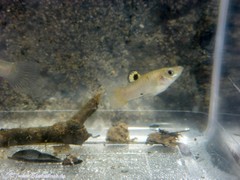 Poecilia caucana