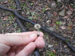 Pluteus phaeocyanopus