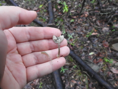 Pluteus phaeocyanopus