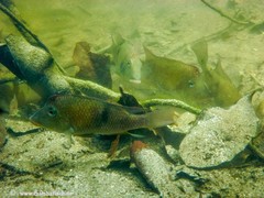 Geophagus steindachneri