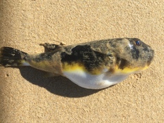 Amblyrhynchote honckenii