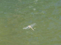 Epitheca petechialis