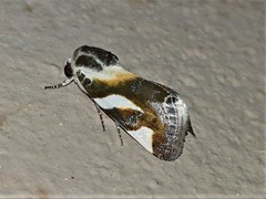 Acontia umbrigera