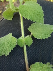 Ballota nigra