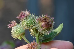 Arctium × ambiguum