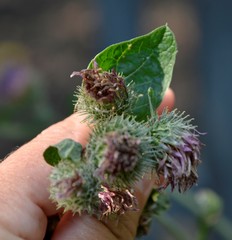 Arctium × ambiguum