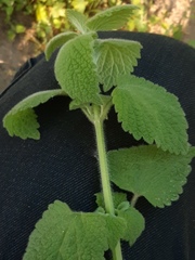 Ballota nigra
