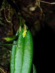 Pleurothallis discoidea