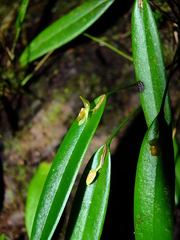 Pleurothallis discoidea