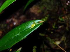 Pleurothallis discoidea