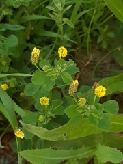 Medicago lupulina