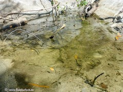 Poecilia caucana