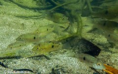 Geophagus steindachneri