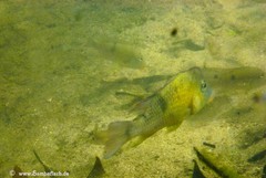 Geophagus steindachneri