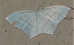 Acropteris illiturata