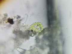 Pseudopediastrum integrum