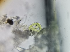 Pseudopediastrum integrum