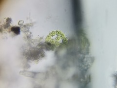 Pseudopediastrum integrum