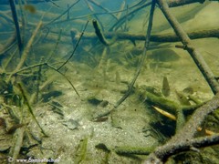 Geophagus steindachneri