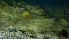 Geophagus steindachneri