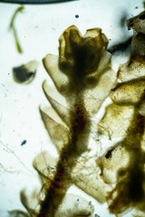 Saccobasis polita