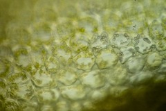 Saccobasis polita
