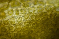 Saccobasis polita