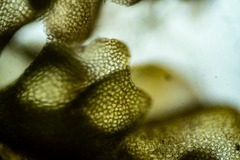 Saccobasis polita