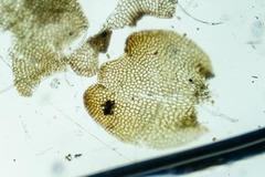 Saccobasis polita