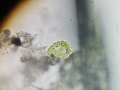 Pseudopediastrum integrum