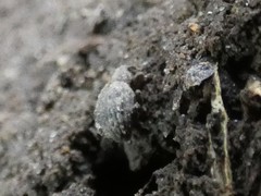 Myosides seriehispidus