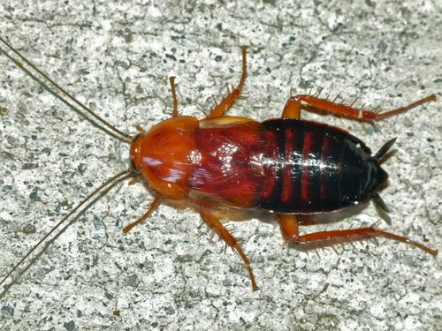 Broad Wood Cockroach photo 2