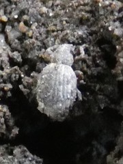 Myosides seriehispidus