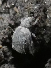 Myosides seriehispidus