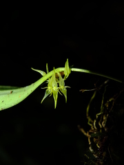 Pleurothallis ruscifolia