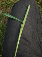 Phleum pratense