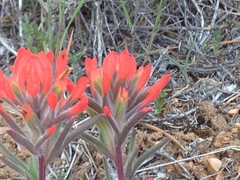 Castilleja martini martini