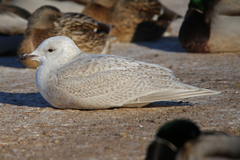 Larus glaucoides