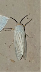 Ustjuzhania lineata