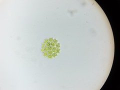 Pediastrum duplex rugulosum