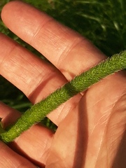 Phleum pratense