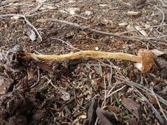 Battarrea phalloides
